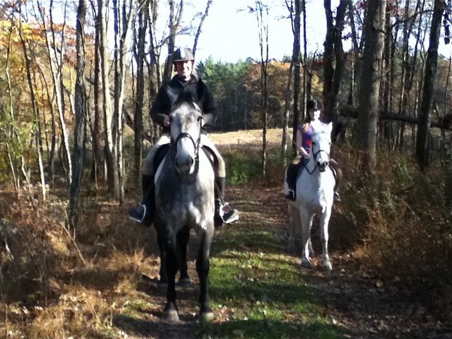 Bruise Hill, Irish Draught Horse mare, by Touch of the Blues